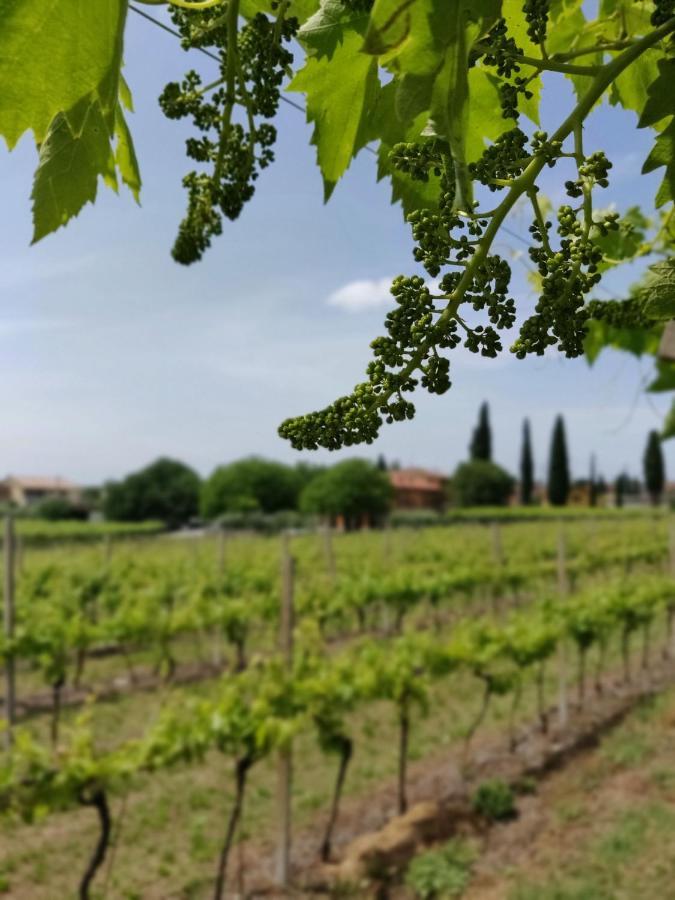 Agriturismo La Vigna Colà Exteriér fotografie